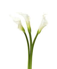Calla Lily - Large White