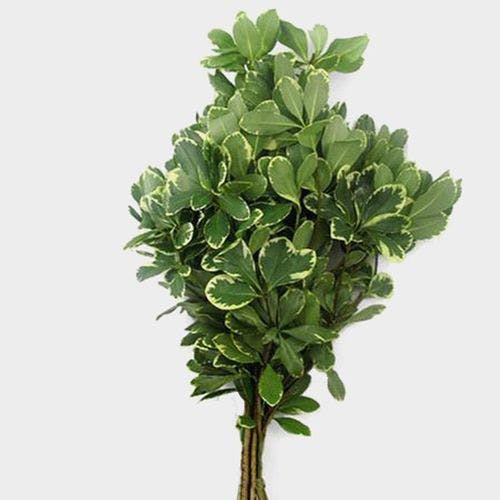 Pittosporum (Variegated) Greenville & Greer (SC) Bulk & DIY Flowers