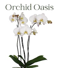 Orchid Oasis
