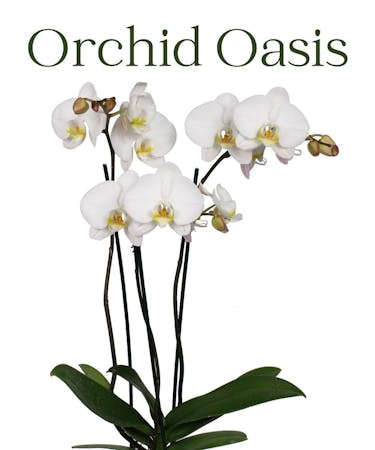 Orchid Oasis