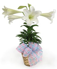 Peaceful Easter Lily
