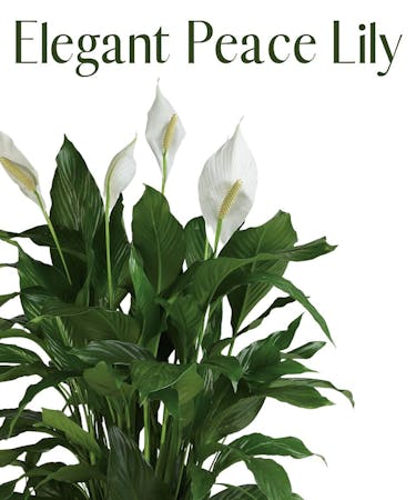 Elegant Peace Lily