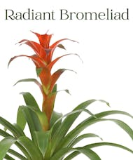 Radiant Bromeliad