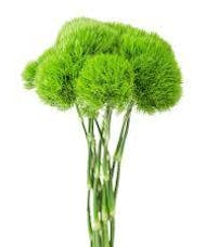 Green Trick (Dianthus)